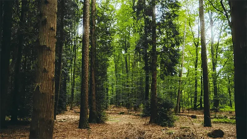 林業と植生分析